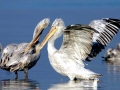 Dalmatian Pelican
