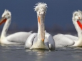 Dalmatian Pelican