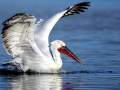 Dalmatian Pelican