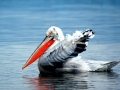 Dalmatian Pelican