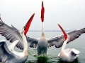 Dalmatian Pelican