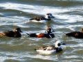 Harlequin Duck