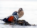 Harlequin Duck