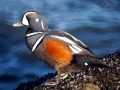 Harlequin Duck