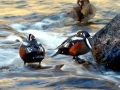 Harlequin Duck