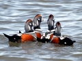 Harlequin Duck
