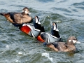 Harlequin Duck