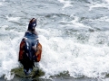 Harlequin Duck