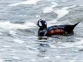Harlequin Duck