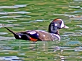 Harlequin Duck