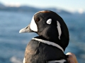 Harlequin Duck