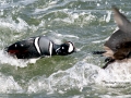 Harlequin Duck