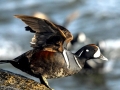 Harlequin Duck