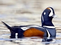 Harlequin Duck
