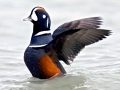 Harlequin Duck