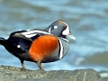 Harlequin Duck