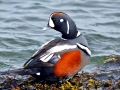 Harlequin Duck
