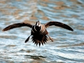 Harlequin Duck