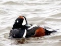 Harlequin Duck