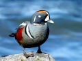 Harlequin Duck