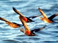 Harlequin Duck