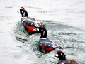 Harlequin Duck