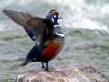 Harlequin Duck