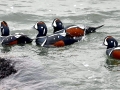 Harlequin Duck