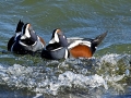Harlequin Duck