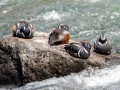 Harlequin Duck
