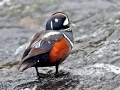 Harlequin Duck