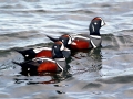 Harlequin Duck