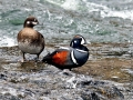 Harlequin Duck