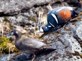 Harlequin Duck
