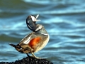 Harlequin Duck