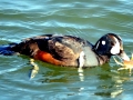 Harlequin Duck