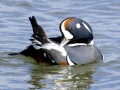 Harlequin Duck