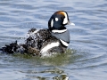 Harlequin Duck