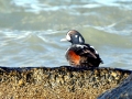 Harlequin Duck