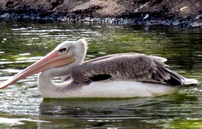 Pink-backed Pelican