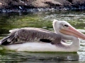 Pink-backed Pelican