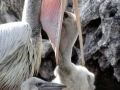 Pink-backed Pelican