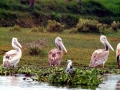 Pink-backed Pelican