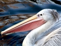 Pink-backed Pelican