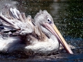 Pink-backed Pelican