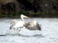 Pink-backed Pelican
