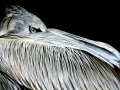 Pink-backed Pelican