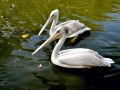 Pink-backed Pelican