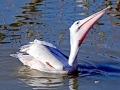 Pink-backed Pelican