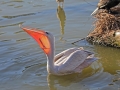 Pink-backed Pelican